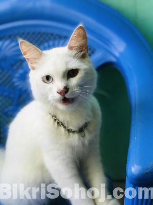 Parsian Cat